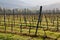 Vineyard in tuscan country