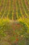 Vineyard on Tuscan hills with blooming poppies, Italy