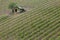 Vineyard in Tuscany