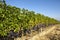 Vineyard in Tuscany