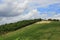 Vineyard in Tuscany