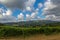 Vineyard at Tuscany, Chianti, Italy