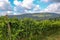 Vineyard at Tuscany, Chianti, Italy