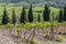 A vineyard in Tuscany, Italy, with cypress trees in the background