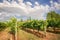 Vineyard in Tuscany near Montepulciano, Italy