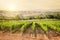 Vineyard in Tuscany near Montepulciano, Italy