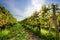 Vineyard in Tuscany, Ripe grapes