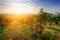 Vineyard in Tuscany, Ripe grapes at sunset