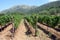 Vineyard in Tvrdos Monastery, Trebinje, Bosnia and Herzegovina