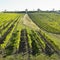 Vineyard Ulehle, Dubnany, Czech Republic