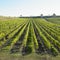 vineyard Ulehle, Livi Dubnany, Czech Republic