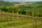 Vineyard in Umbria