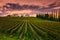 Vineyard in Umbria, Italy