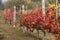 Vineyard in Umbria - Italy