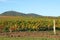 Vineyard under hill landscape