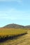 Vineyard under hill landscape