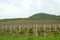 Vineyard under hill landscape