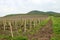 Vineyard under hill landscape