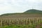Vineyard under hill landscape