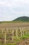 Vineyard under hill landscape