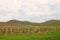 Vineyard under hill landscape agriculture