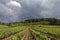 Vineyard under the storm