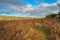 Vineyard under the sunlight in winter with an ancient roman aqueduct