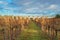 Vineyard under the sunlight in winter with an ancient roman aqueduct