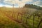 Vineyard under sunset light