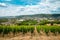 Vineyard with view of the ancient roman city of Trier, the Moselle Valley in Germany, landscape in rhineland palatine