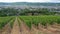 Vineyard with view of the ancient roman city of Trier, the Moselle Valley in Germany, landscape in rhineland palatine