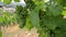 Vineyard with view of the ancient roman city of Trier, the Moselle Valley in Germany, landscape in rhineland palatine