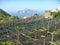 Vineyard with the view of Capri in the  Amalfi Coast in Italy.