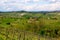 Vineyard view in Italy
