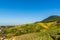 Vineyard, village on hillside in morning sun, blue sky, rural agricultural field