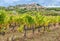 A vineyard with the village of Lacoste in the background.