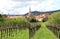 Vineyard and the village Mittelbergheim, France