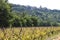 Vineyard and the village Venasque, France