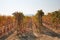 Vineyard, vine rows in autumn with yellow leaves in a sunny day