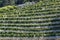 Vineyard with vines covered with net