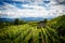 Vineyard with vines in the Kaiserstuhl with vineyard house and view of the panorama of the Black Forest