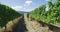 Vineyard vines at winery - Man Walking In Scenic Vineyard in Summer