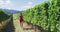 Vineyard vines at winery - Woman having fun In Scenic Vineyard in Summer