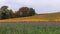 Vineyard and violet meadow at autumn 7