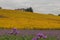 Vineyard and violet meadow at autumn 8