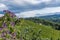 Vineyard with violet pelargonium flowers in south Styria