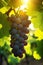 Vineyard Visions, Captivating Grape Clusters and Idyllic Vistas on a Sunny Summer Day, Generative AI