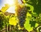 Vineyard Visions, Captivating Grape Clusters and Idyllic Vistas on a Sunny Summer Day, Generative AI