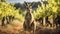 Vineyard Visitor. A Lone Kangaroo Amidst the Grapes. Generative AI