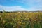 Vineyard in Vosne-Romanee, Cote de Nuits, Bourgogne, France